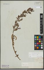 Foto von Salix alba L.